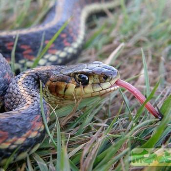 Thamnophis sirtalis