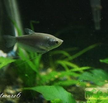 Trichogaster microlepis