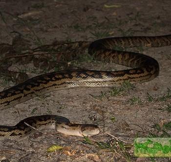 Morelia amethistina