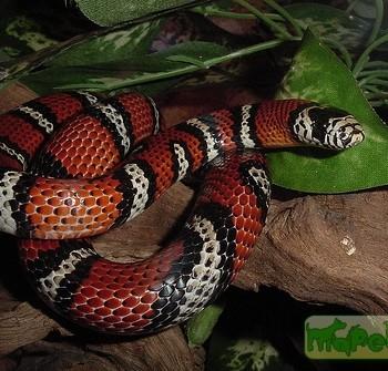Lampropeltis triangulum andesiana
