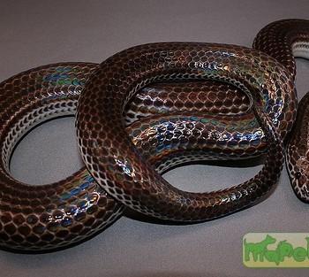 Xenopeltis unicolor