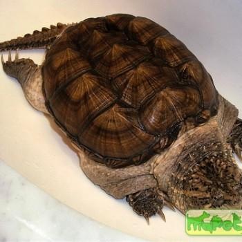 Chelydra serpentina