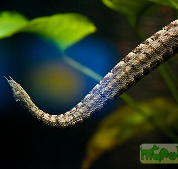 Erpeton tentaculatum
