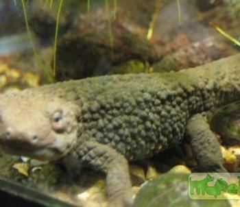 Paramesotriton chinensis
