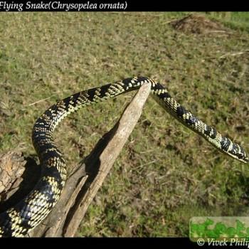 Chrysopelea ornata
