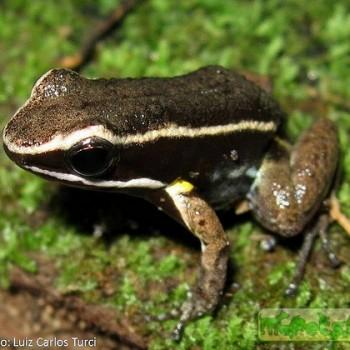Allobates femoralis