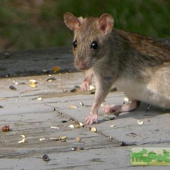 Rattus