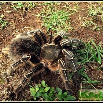 Aphonopelma seemani