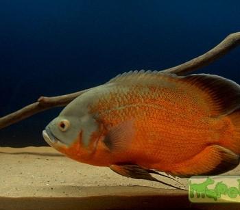 Astronotus ocellatus