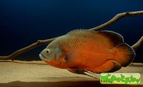 Astronotus ocellatus