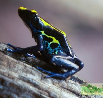 Dendrobates tinctorius