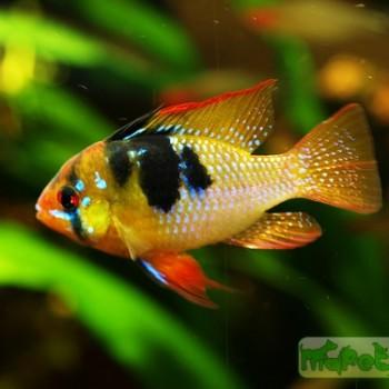 Papiliochromis ramirezi