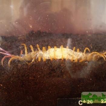 Alipes sp.