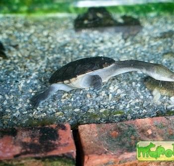 Chelodina siebenrocki