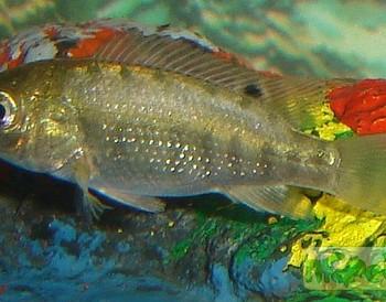 Tilapia mariae