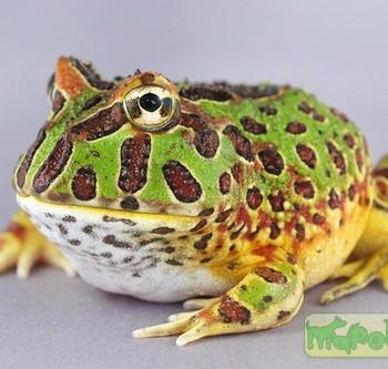 Ceratophrys cranwelli