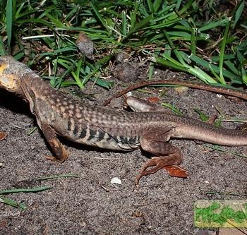 Leiolepis belliana