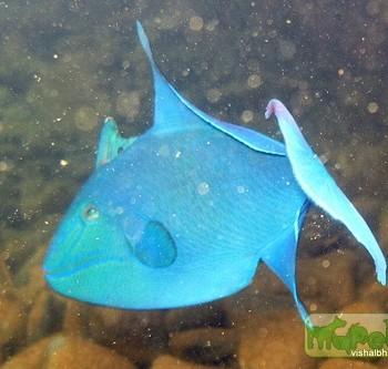 Odonus niger