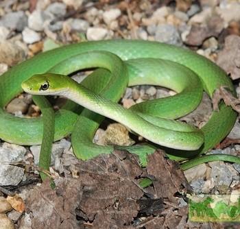 Opheodrys aestivus