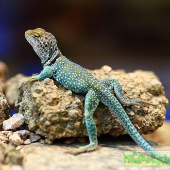 Crotaphytus collaris