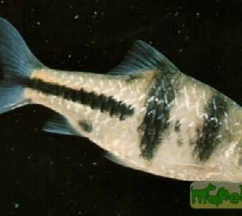 Barbus lateristriga