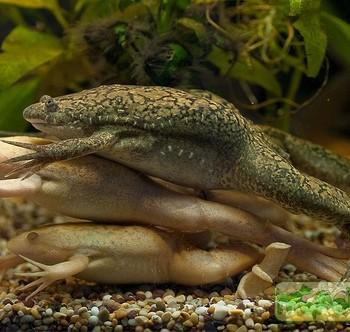 Xenopus laevis