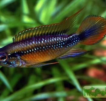 Apistogramma agassizi