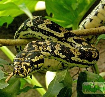 Morelia spilota