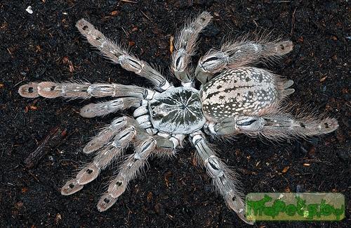 Heteroscodra maculata