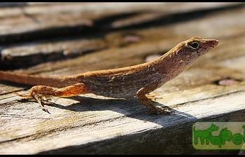 Norops sagrei