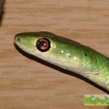 Philothamnus heterolepidotus