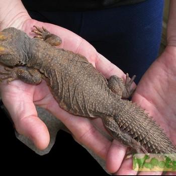Uromastyx acanthinura