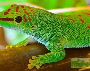 Phelsuma