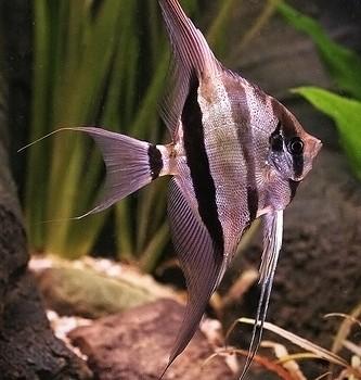 Pterophyllum altum