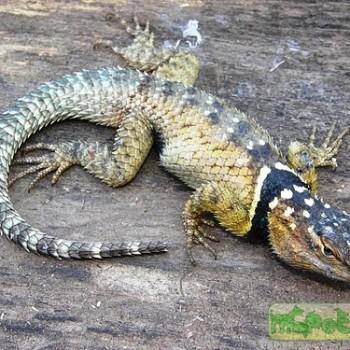 Sceloporus cyanogenys
