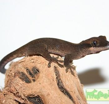 Rhacodactylus sarasinorum