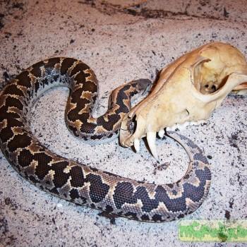 Gongylophis conicus
