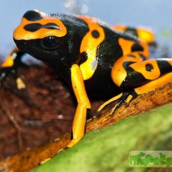 Dendrobates leucomelas