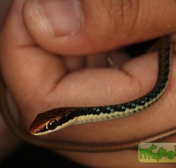 Dendrelaphis pictus