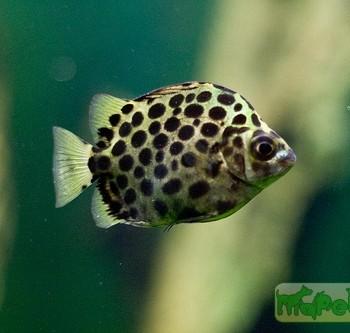 Scatophagus argus