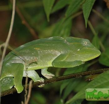 Chamaeleo deremensis