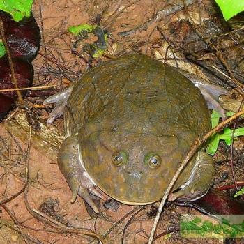 Lepidobatrachus laevis