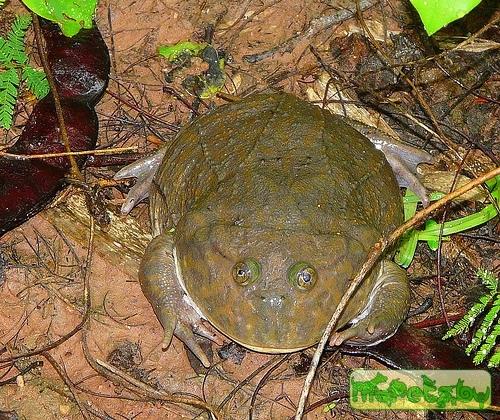 Lepidobatrachus laevis