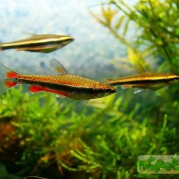 Nannostomus beckfordi
