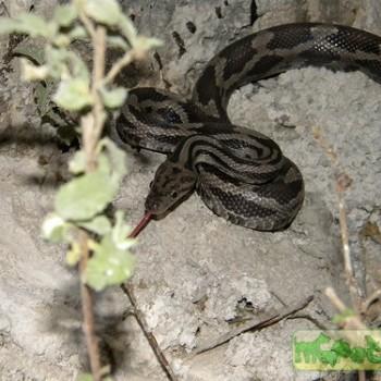 Elaphe flavirufa