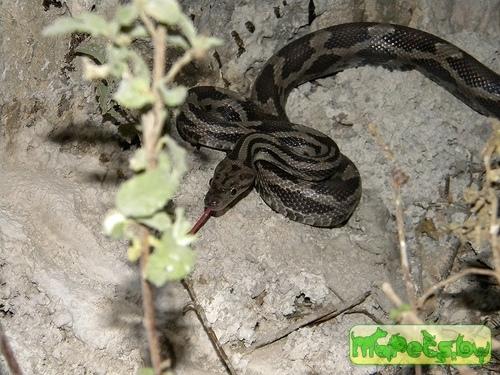 Elaphe flavirufa