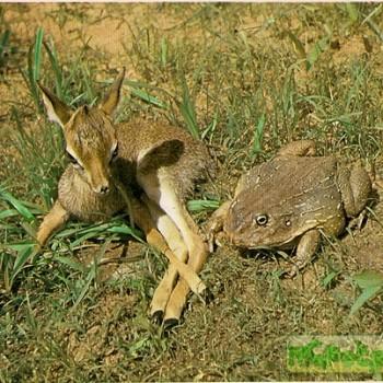 Pyxicephalus adspersus
