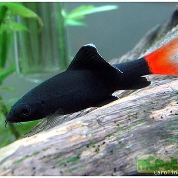 Labeo bicolor
