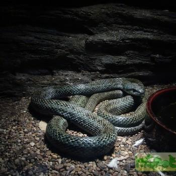 Elaphe climacophora