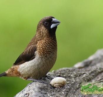 lonchura striata